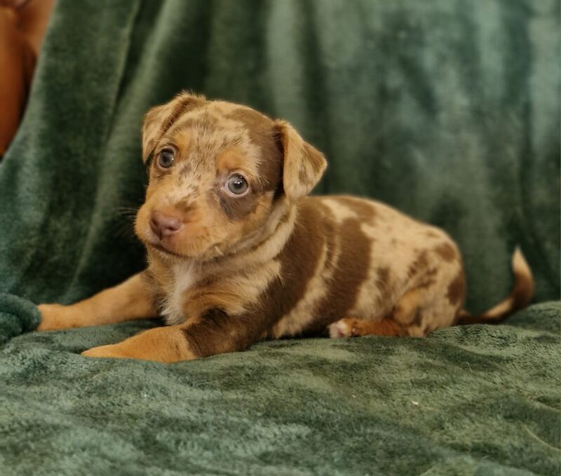 Jack Russell puppies for sale in Faringdon, Oxfordshire – 6 weeks old - Image 3 of 8