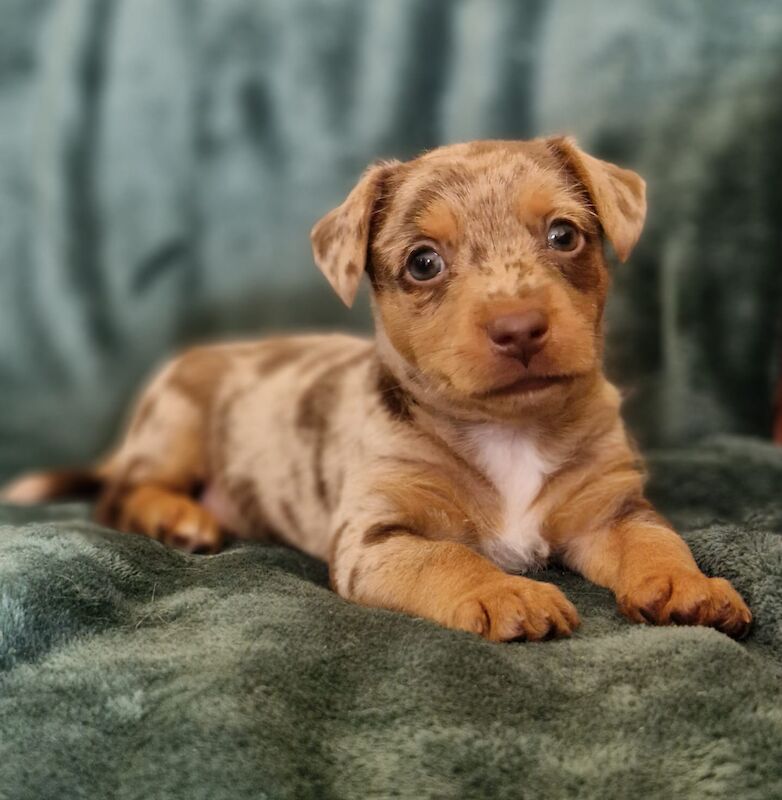Jack Russell puppies for sale in Faringdon, Oxfordshire – 6 weeks old - Image 4 of 8