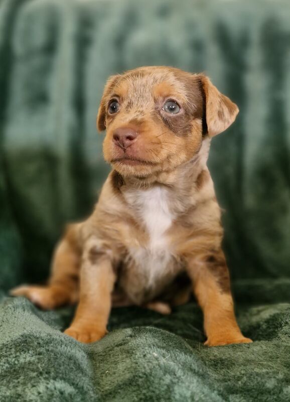 Jack Russell puppies for sale in Faringdon, Oxfordshire – 6 weeks old - Image 5 of 8