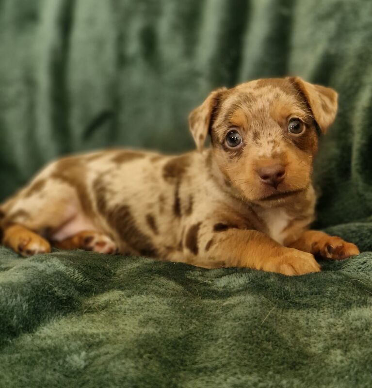 Jack Russell puppies for sale in Faringdon, Oxfordshire – 6 weeks old - Image 6 of 8
