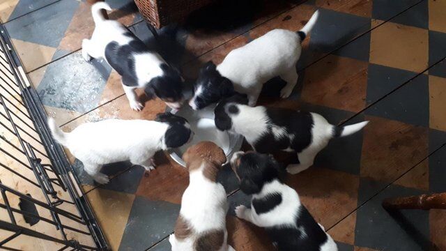 Jack Russell Terrier puppies for sale in Deeping St James, Lincolnshire – 1 year old - Image 1 of 5