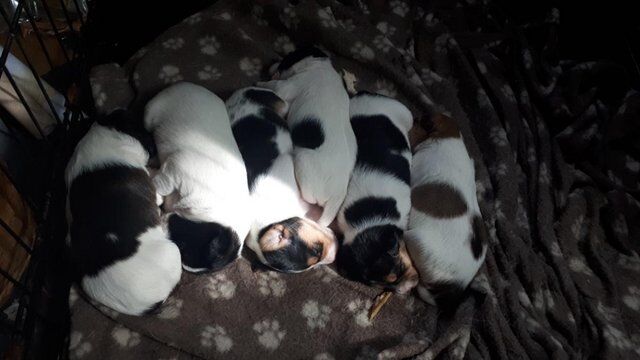 Jack Russell Terrier puppies for sale in Deeping St James, Lincolnshire – 1 year old - Image 3 of 5