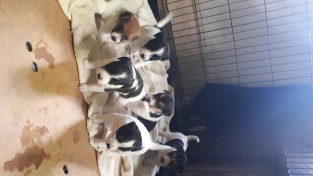 Jack Russell Terrier puppies for sale in Deeping St James, Lincolnshire – 1 year old - Image 4 of 5