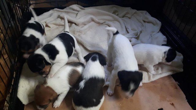 Parson jack Russell pups for sale in Deeping St James, Lincolnshire - Image 5