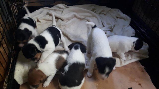 Jack Russell Terrier puppies for sale in Deeping St James, Lincolnshire – 1 year old - Image 5 of 5
