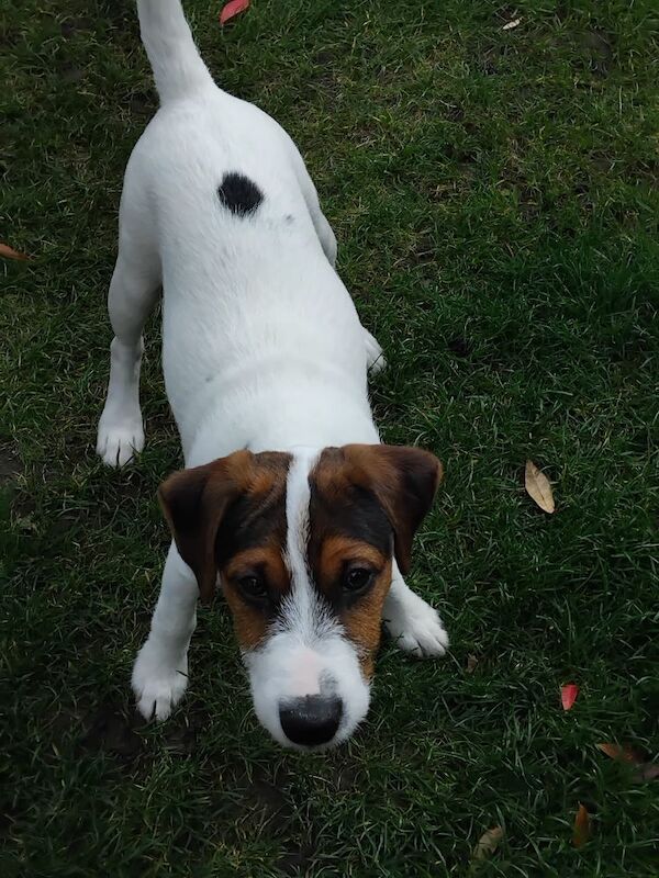 Jack Russell Terrier puppies for sale in Coalville, Leicestershire – 4 months old
