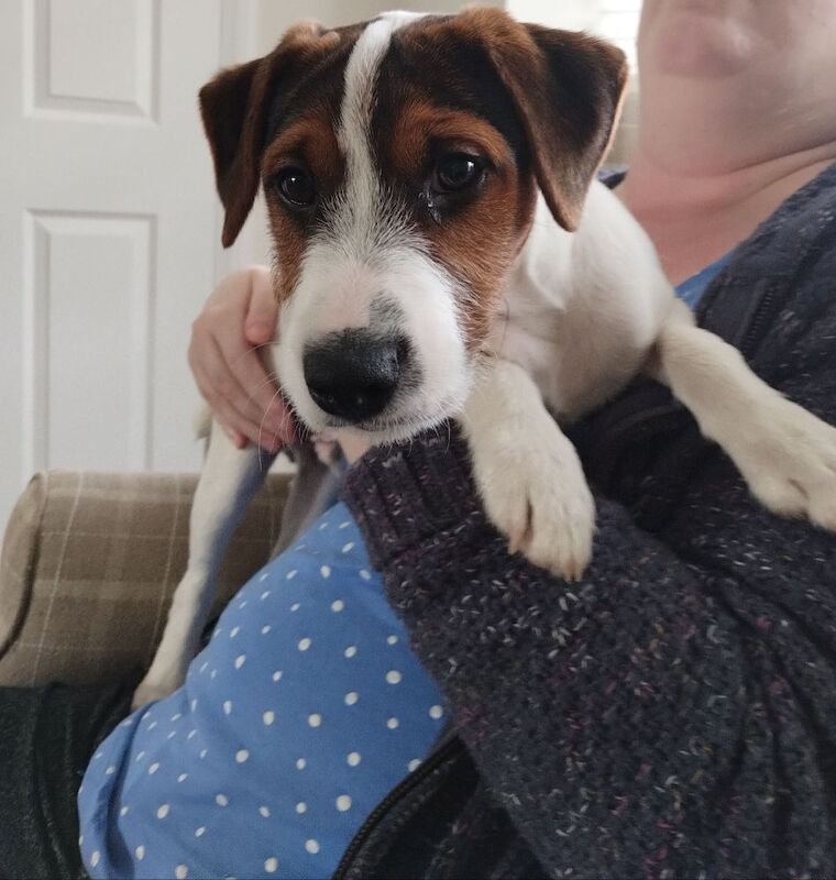 Jack Russell Terrier puppies for sale in Coalville, Leicestershire – 4 months old - Image 2 of 6