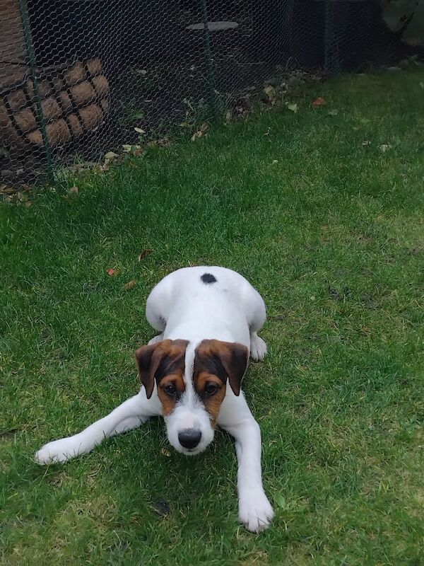 Jack Russell Terrier puppies for sale in Coalville, Leicestershire – 4 months old - Image 3 of 6