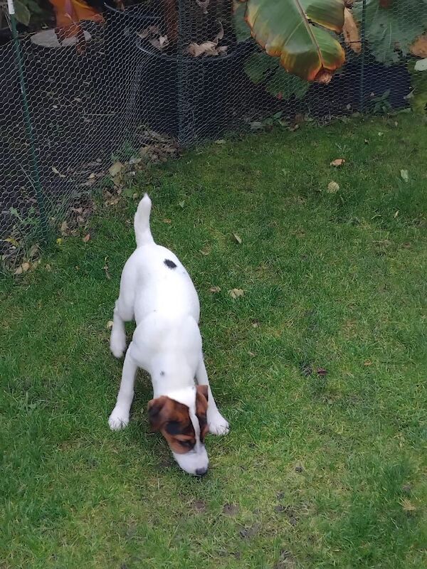 Jack Russell Terrier puppies for sale in Coalville, Leicestershire – 4 months old - Image 4 of 6