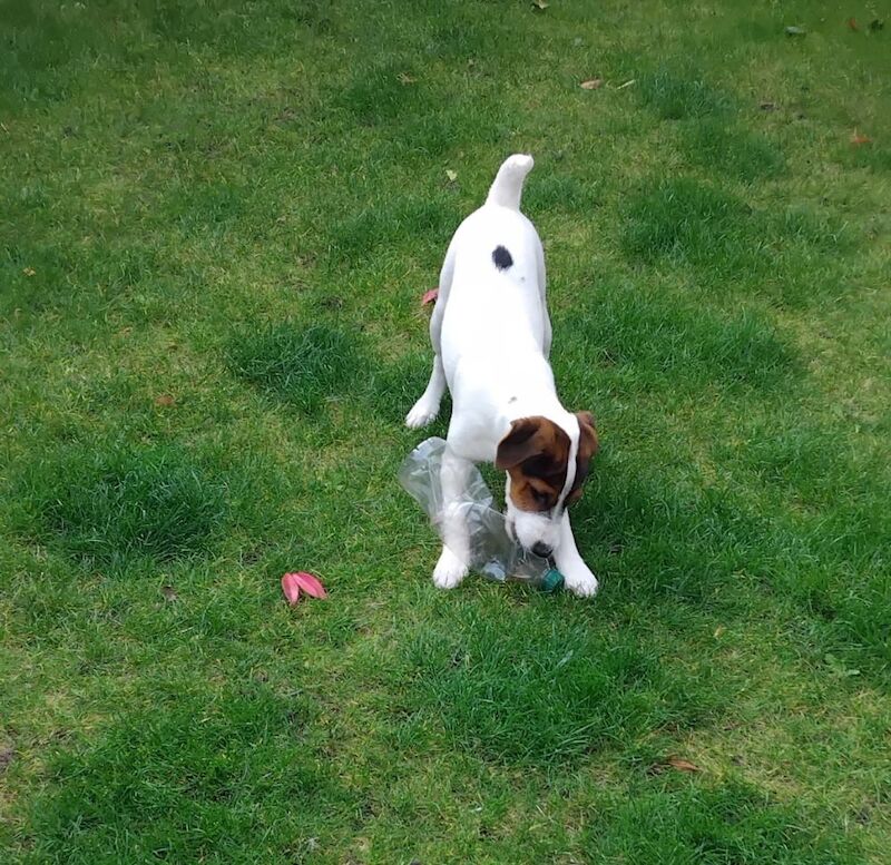 Jack Russell Terrier puppies for sale in Coalville, Leicestershire – 4 months old - Image 5 of 6