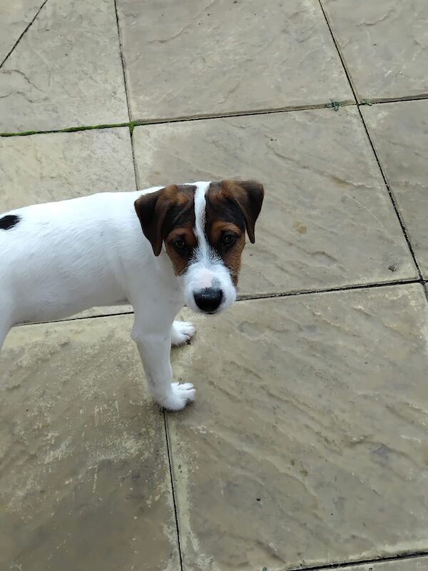 Jack Russell Terrier puppies for sale in Coalville, Leicestershire – 4 months old - Image 6 of 6