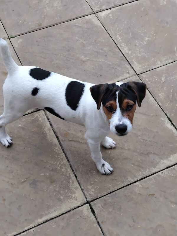 Jack Russell Terrier puppies for sale in Coalville, Leicestershire – 4 months old