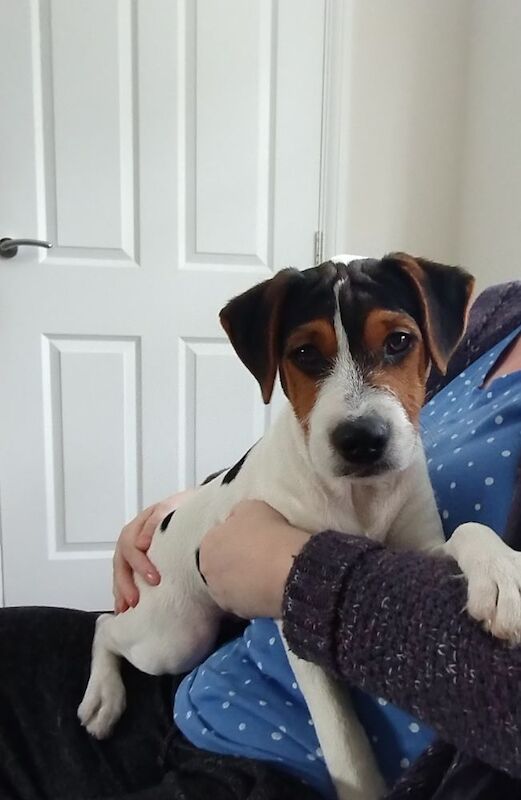 Jack Russell Terrier puppies for sale in Coalville, Leicestershire – 4 months old - Image 2 of 8