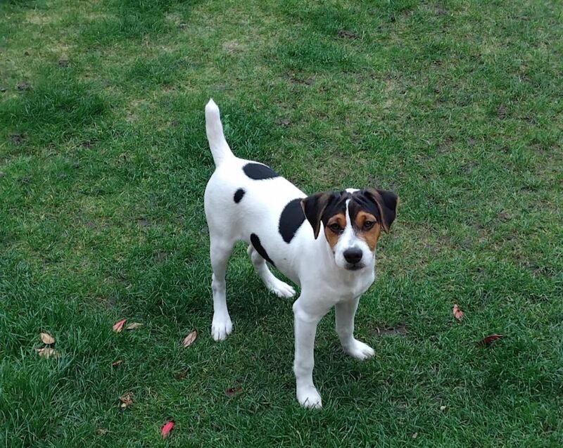 Jack Russell Terrier puppies for sale in Coalville, Leicestershire – 4 months old - Image 3 of 8