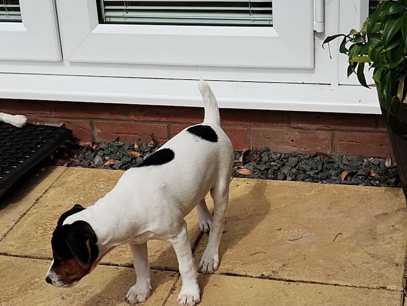 Jack Russell Terrier puppies for sale in Coalville, Leicestershire – 4 months old - Image 6 of 8