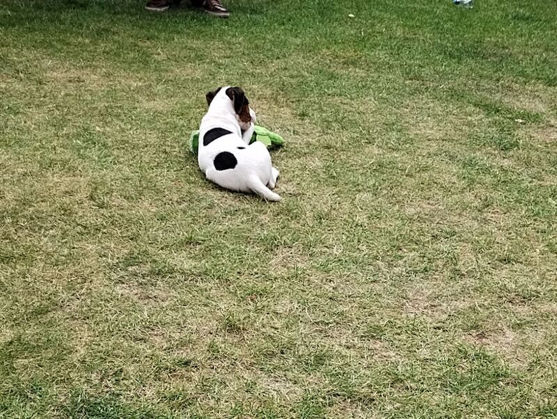 Jack Russell Terrier puppies for sale in Coalville, Leicestershire – 4 months old - Image 7 of 8