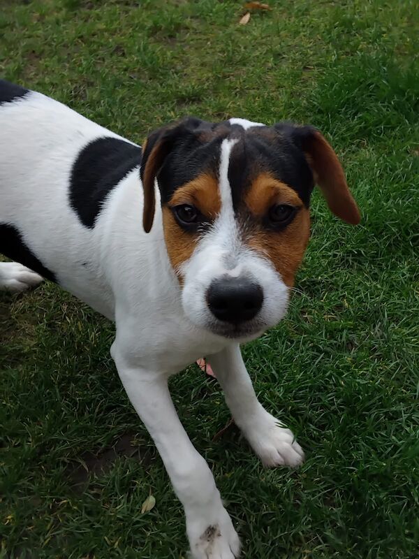 Jack Russell Terrier puppies for sale in Coalville, Leicestershire – 4 months old - Image 8 of 8