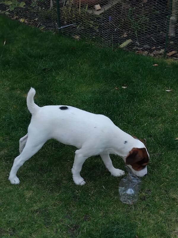 Jack Russell Terrier puppies for sale in Coalville, Leicestershire – 4 months old - Image 5 of 8
