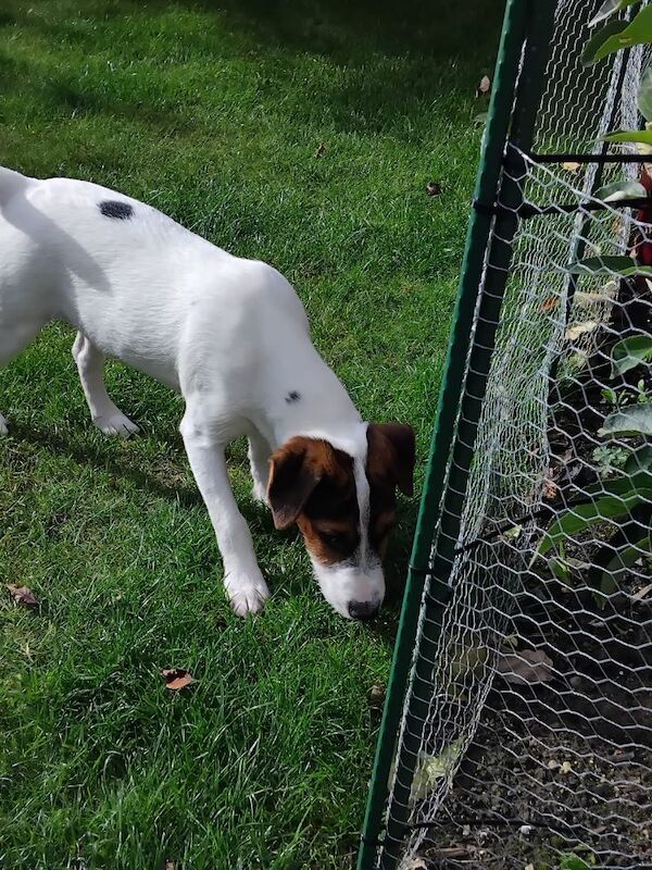 Jack Russell Terrier puppies for sale in Coalville, Leicestershire – 4 months old - Image 7 of 8