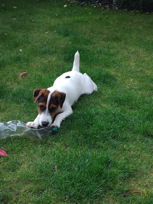 Jack Russell Terrier puppies for sale in Coalville, Leicestershire – 4 months old - Image 8 of 8