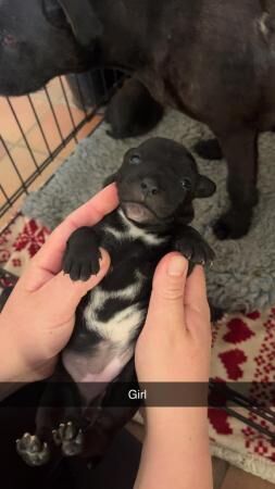Patterdale/Jack Russell Terrier Puppies for sale in Newton Abbot, Devon - Image 4