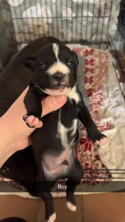 Patterdale/Jack Russell Terrier Puppies for sale in Newton Abbot, Devon - Image 5