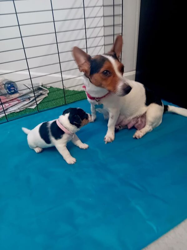 Jack Russell puppies for sale in Acton, Greater London – 7 weeks old