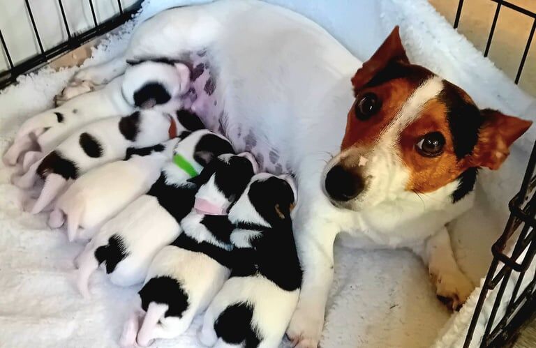 Jack Russell puppies for sale in Acton, Greater London – 7 weeks old - Image 2 of 3