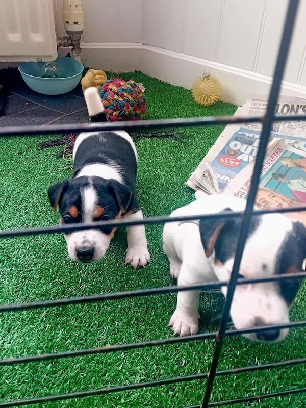 Jack Russell puppies for sale in Acton, Greater London – 7 weeks old - Image 3 of 3