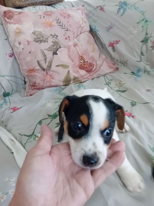 Jack Russell puppies for sale in Acton, Greater London – 6 weeks old