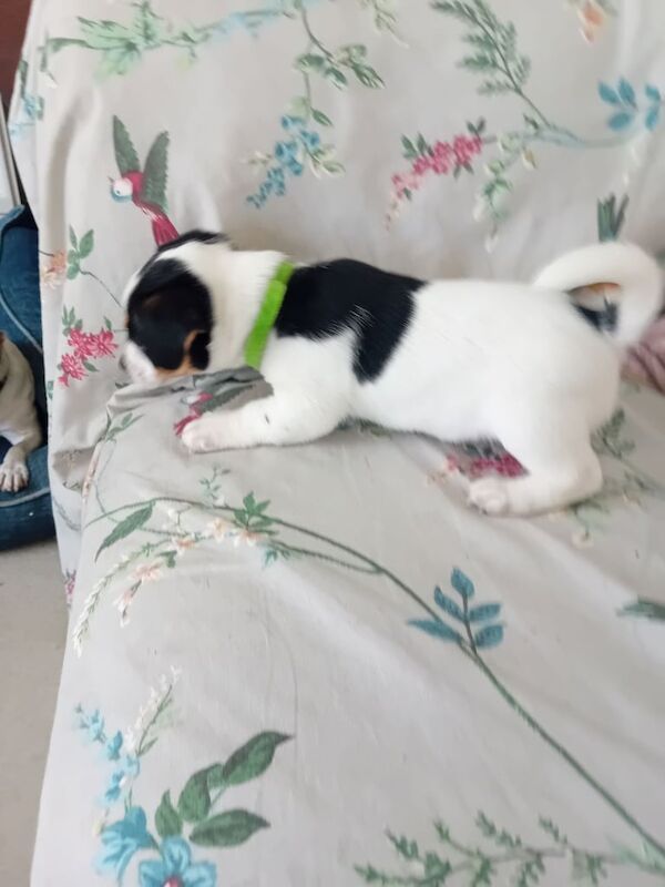 Jack Russell puppies for sale in Acton, Greater London – 6 weeks old - Image 2 of 3