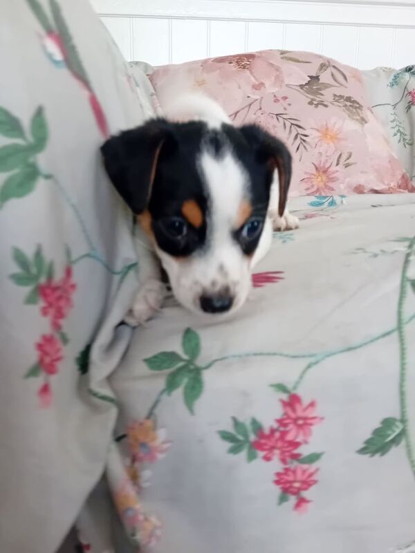 Jack Russell puppies for sale in Acton, Greater London – 6 weeks old - Image 3 of 3