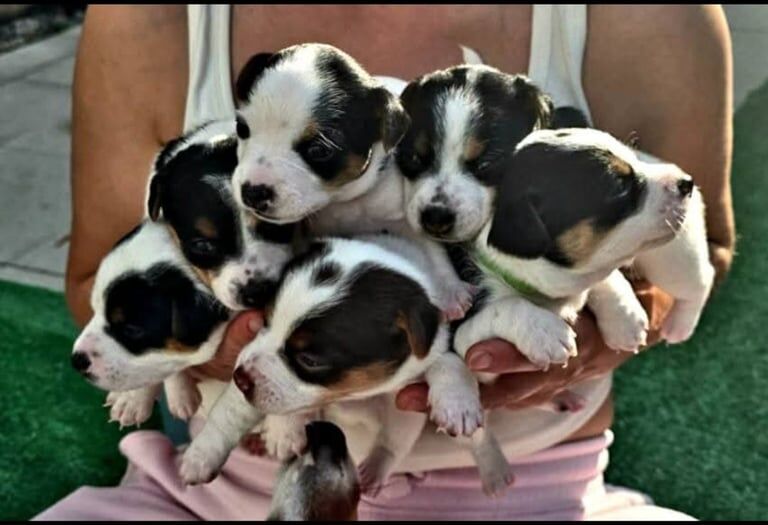Pedigree jack Russell's for sale in Acton, Greater London