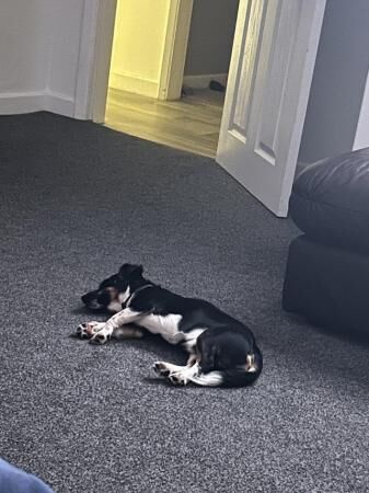 Please read Ralph 9 month old jack russel crossed chihuahua for sale in Barrow upon Soar, Leicestershire - Image 2