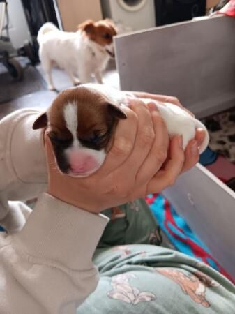 plummer/parson jack russell puppies for sale in Withywood, Bristol