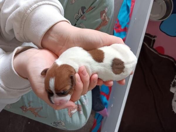 plummer/parson jack russell puppies for sale in Withywood, Bristol - Image 2