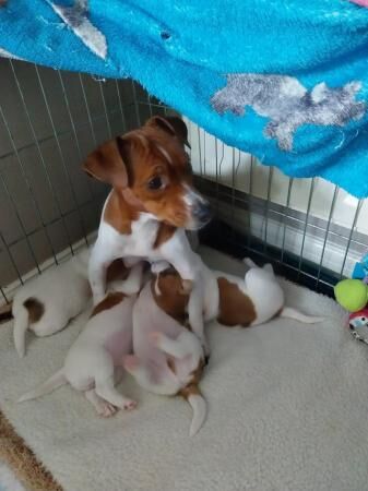 plummer/parson jack russell puppies for sale in Withywood, Bristol - Image 3