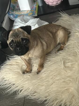 Pug cross Jack Russell she's 2 years old and must go to a lo for sale in Blacon, Cheshire