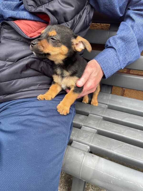 Pup for sale in Caerphilly / Caerffili, Gwent