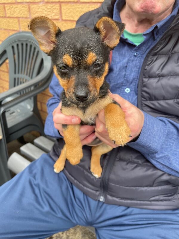 Pup for sale in Caerphilly / Caerffili, Gwent | Image 2