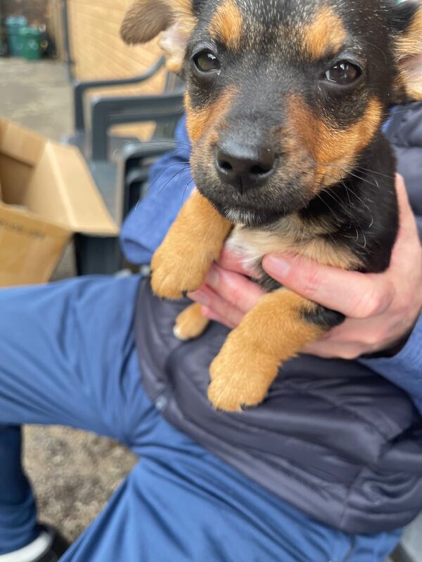 Pup for sale in Caerphilly / Caerffili, Gwent | Image 3