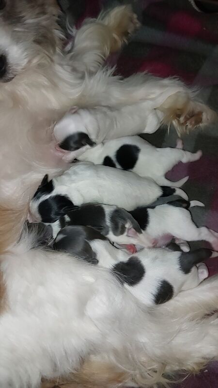 Jack Russell Terrier puppies for sale in Salford, Greater Manchester – 10 months old - Image 2 of 3