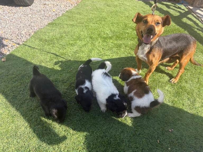 Puppies