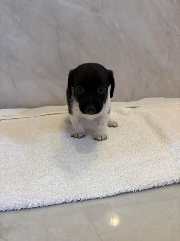 Puppies - Image 2 of 4