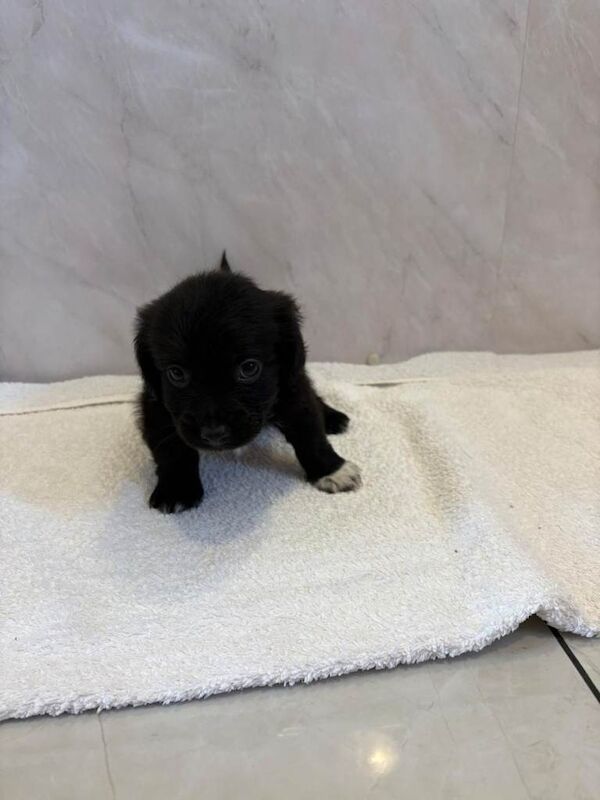 Puppies - Image 3 of 4