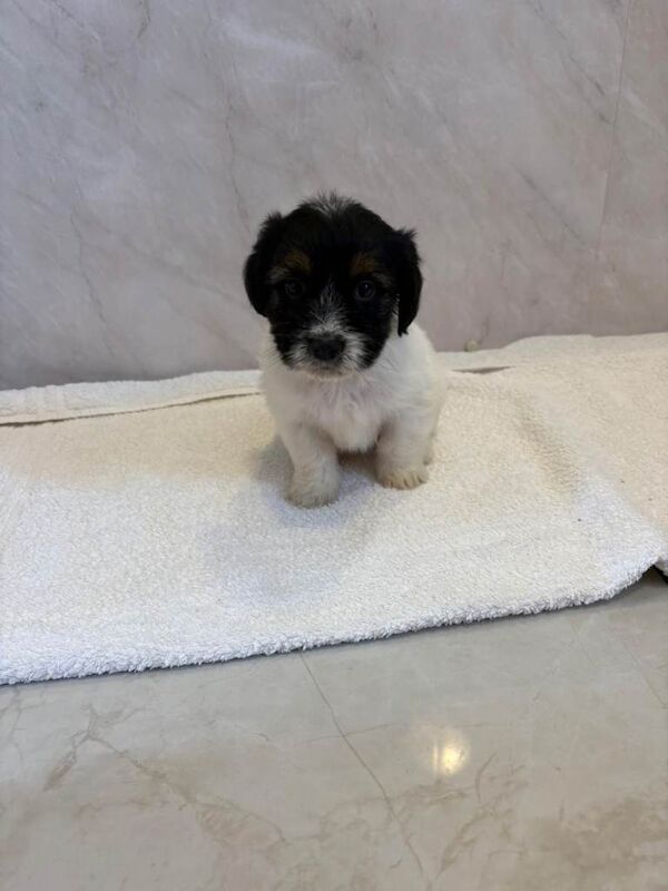 Puppies - Image 4 of 4