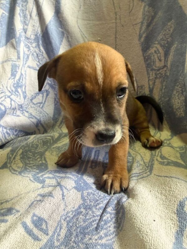 Puppies - Image 2 of 6