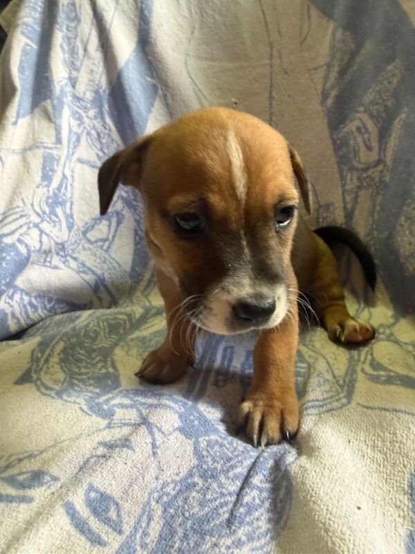 Puppies - Image 3 of 6