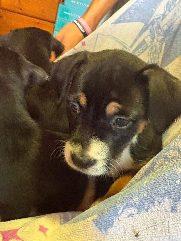 Puppies - Image 4 of 6