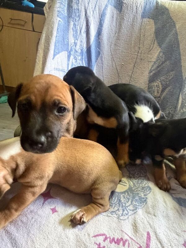 Puppies - Image 5 of 6